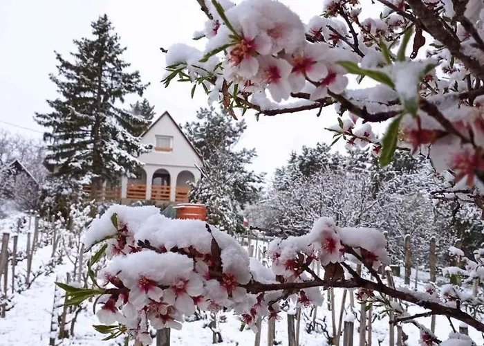 In - Velence-see 43968 * Pakozd